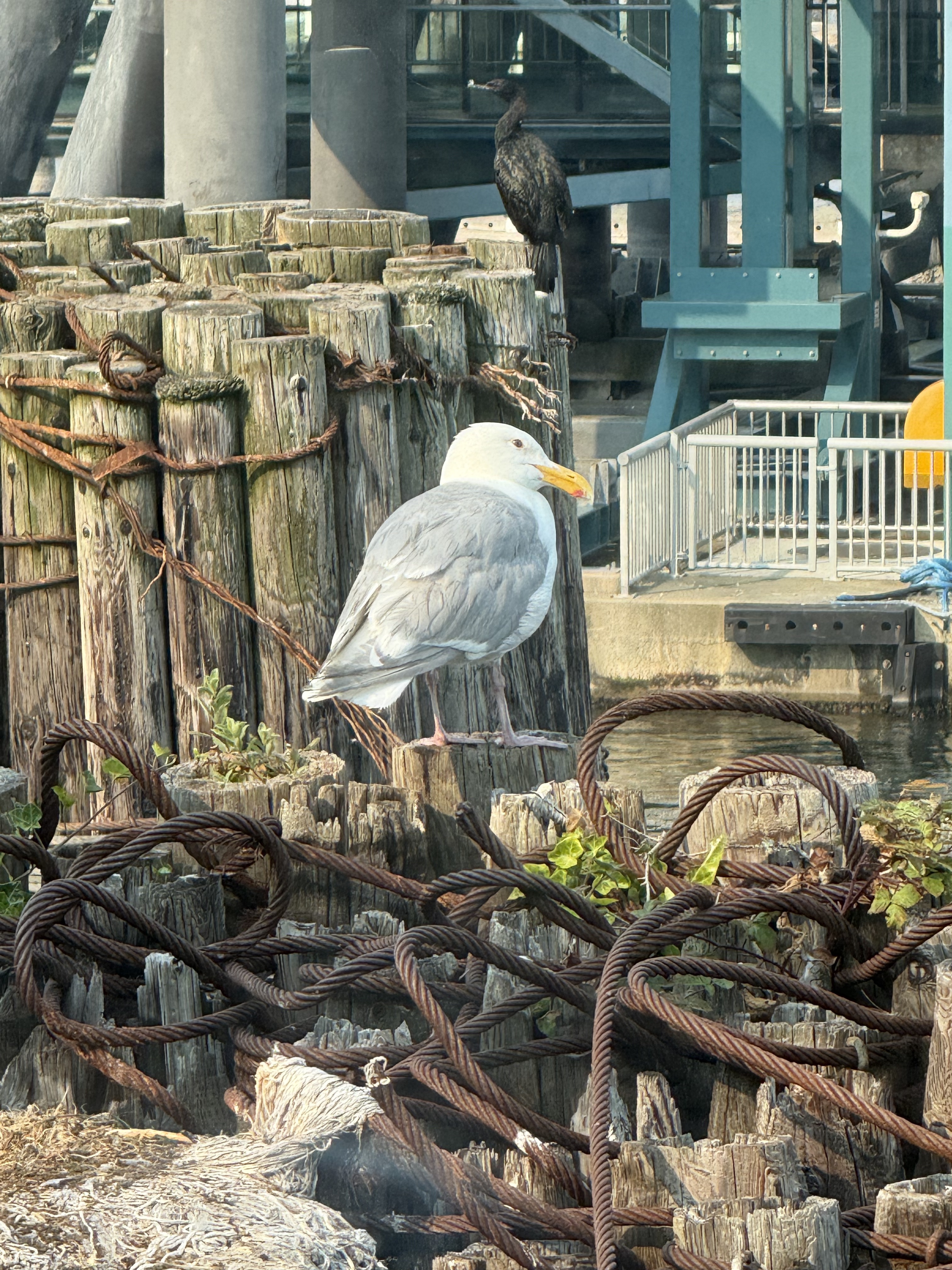 sea gull sitting on a pier starring out into the water.